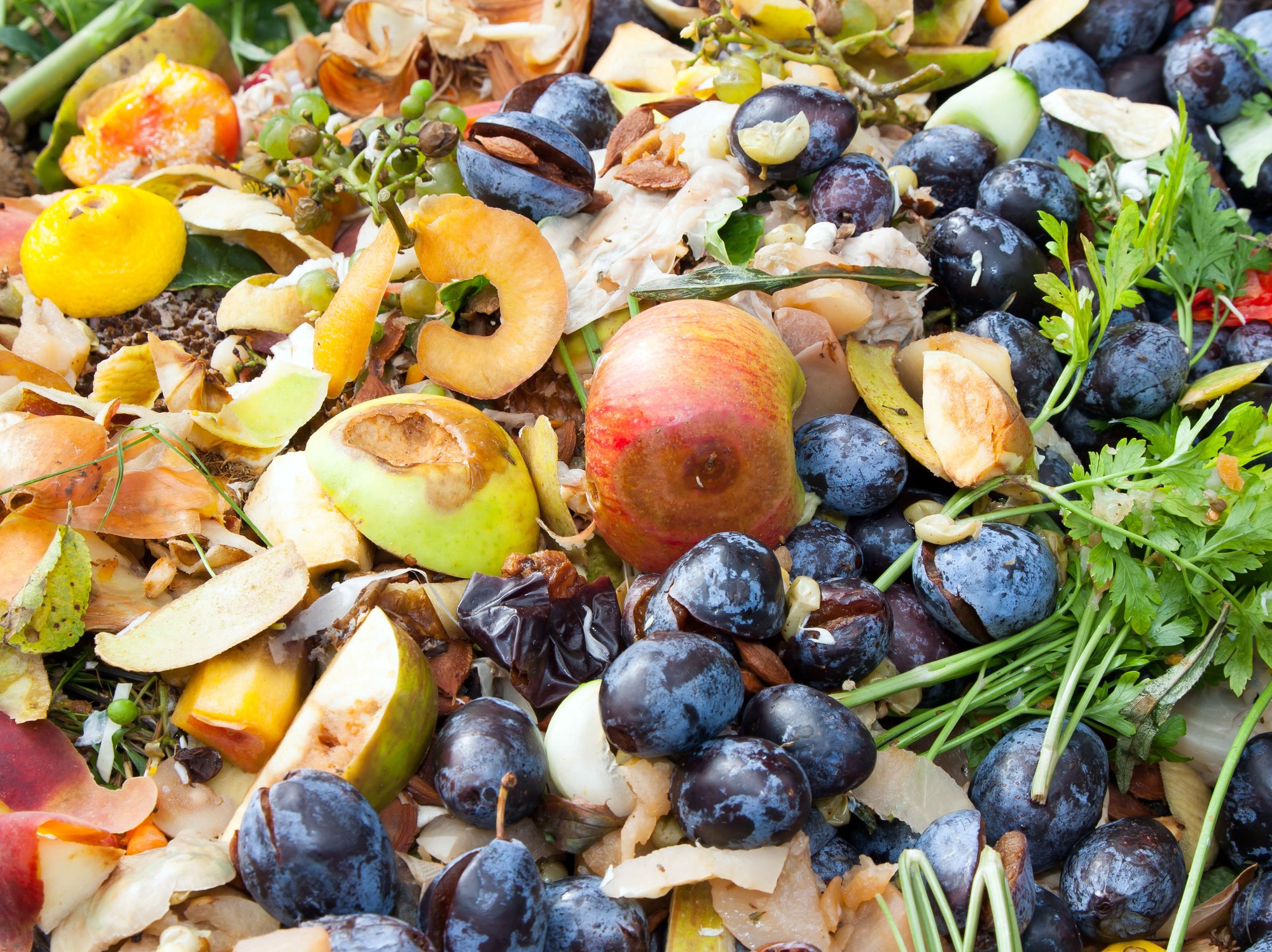 Food Waste copy 2