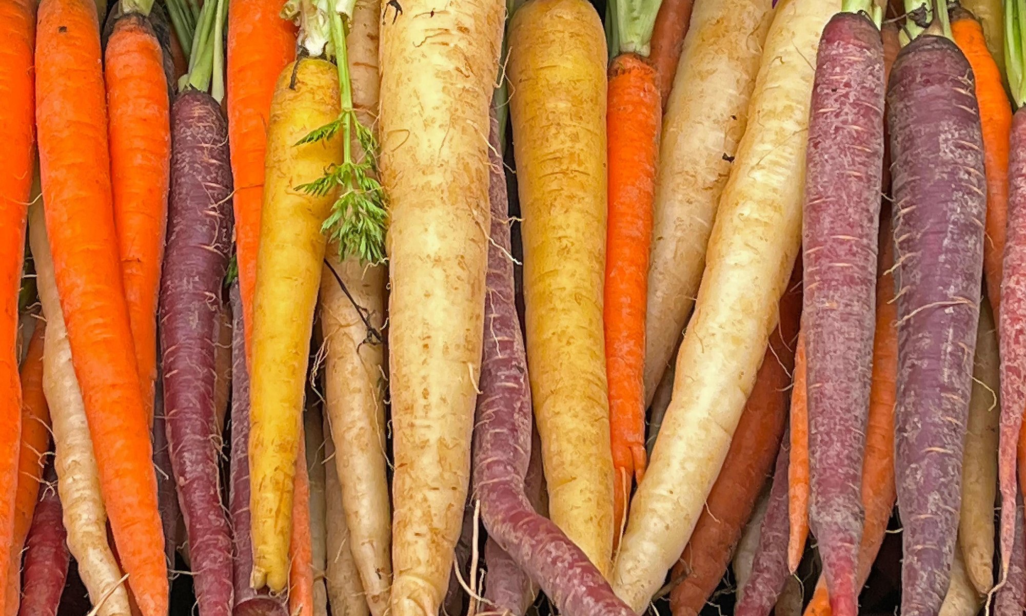 carrots image copy